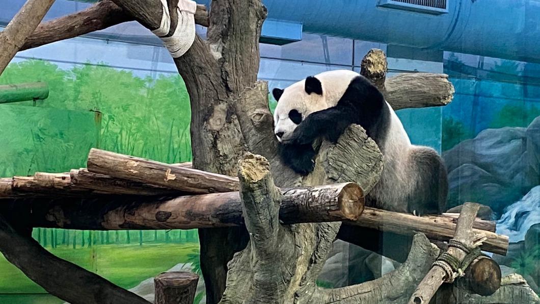 「圓仔」正值假孕期,經常懶洋洋活力低。(圖/台北市立動物園提供)