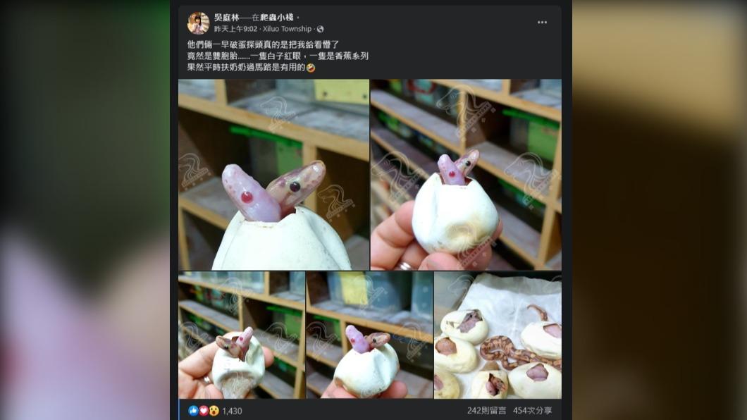 飼主分享罕見雙胞胎蛇吸引網友注意。(圖/翻攝自吳庭林臉書)