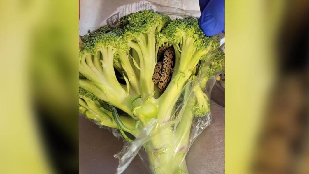 嚇傻!花椰菜放冰箱3天 他拿出驚見「蛇藏菜梗」怒求償
