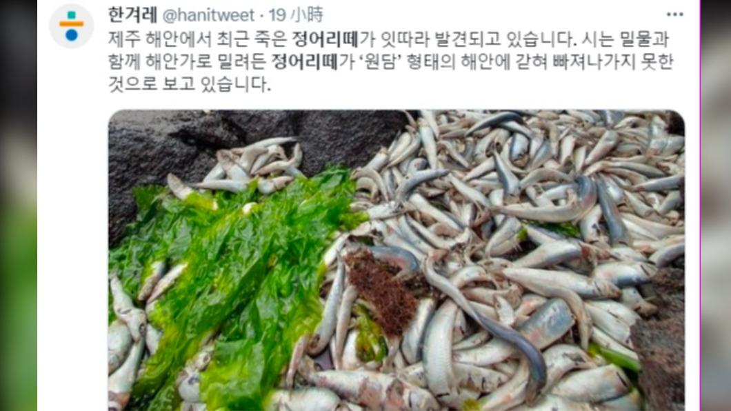 腐爛的沙丁死魚卡在岸上的岩石縫隙、坑洞間，散發出惡臭。（圖／翻攝自@hanitweet推特）