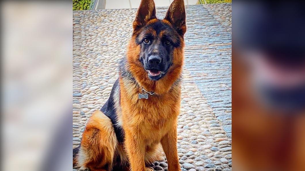 網友留言表示「狗狗是最棒的動物了」。(圖 / 翻攝自@kora__thegermanshepherd IG)