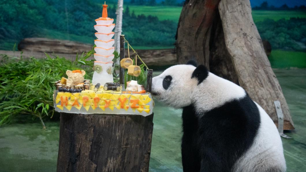 大貓熊「圓仔」今天迎來10歲生日。(圖/台北市立動物園提供)