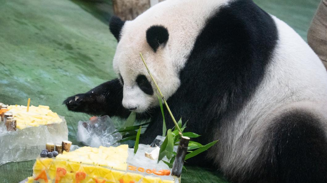 「圓仔」大嗑蛋糕。(圖/台北市立動物園提供)