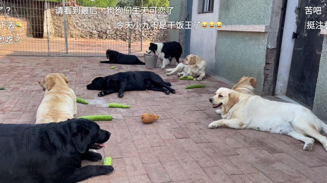 多隻狗狗吃到最後直接放棄，生無可戀表情網友笑翻。（圖／翻攝自微博／拉布拉多的快樂星球17）