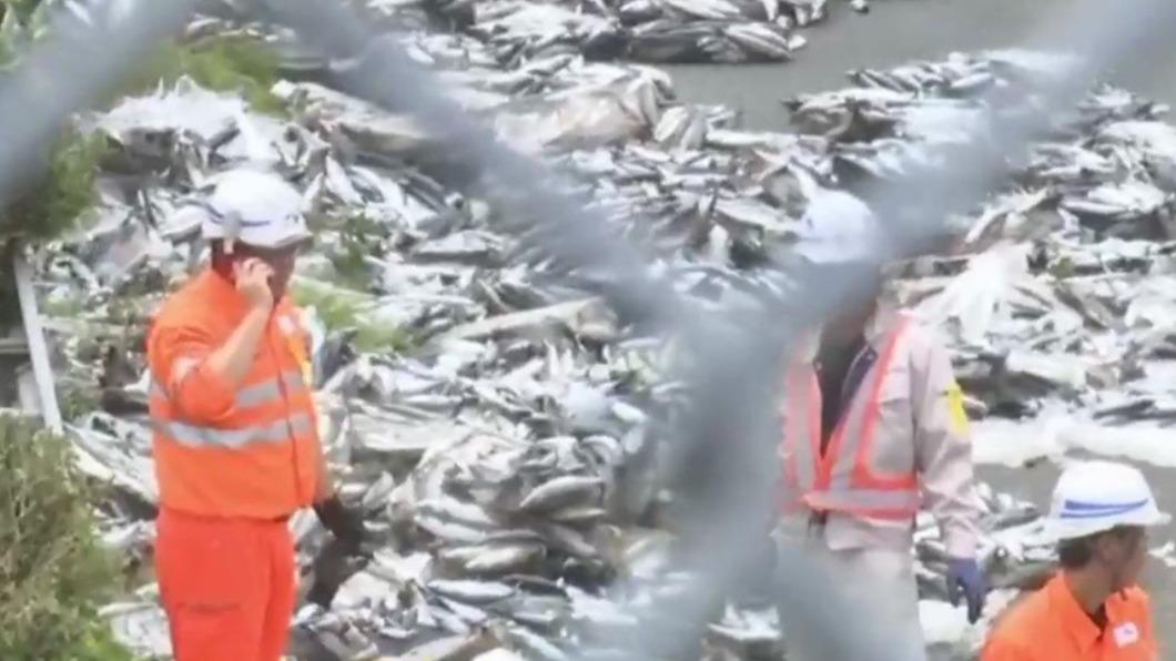 滿地的鯖魚讓日本網友大嘆可惜。不過有當地媒體指出，這些鯖魚並非是零售的食用鯖魚，而是拿來當成大型魚類的餌食。（圖／翻攝自@kiaison推特）