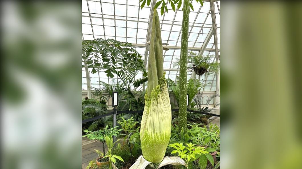 「巨花魔芋」未開花前的樣子。(圖 / 翻攝自@conservatoryofflowers IG)