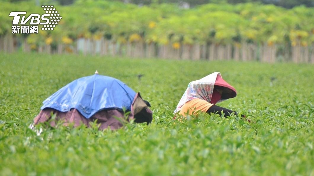 台東縱谷飆高溫 7旬農頂著炙熱太陽揮汗忙採茶