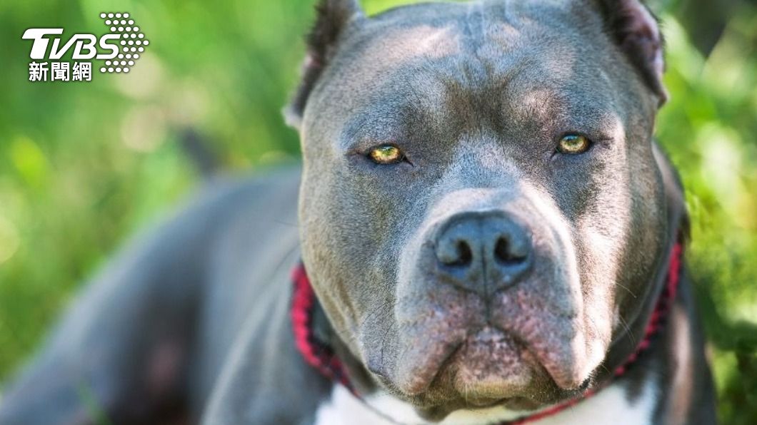 悲劇！比特犬疑被「煙火聲」嚇到　發狂咬死6歲小主人