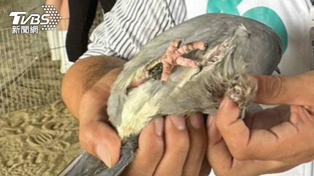殘忍!台中34隻鴿子慘遭剪羽丟橋下等死 飼主最高罰2百萬
