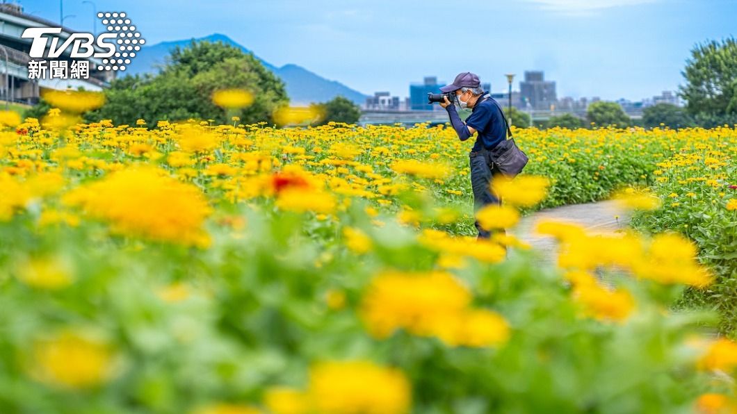 絕美‼ 新北大都會公園1.4公頃「火球花」燎原