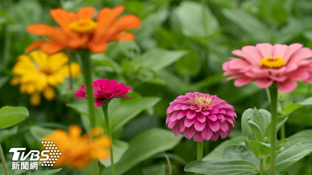 花海採用的主角為百日草,又名「百日菊」或「火球花」,性喜高溫花期長。圖/新北高灘處
