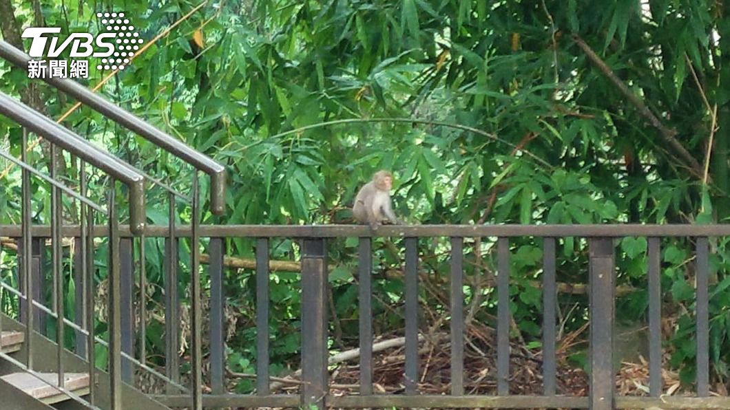 嘉縣愛情大草原台灣獼猴現蹤 農業處籲遊客勿餵食