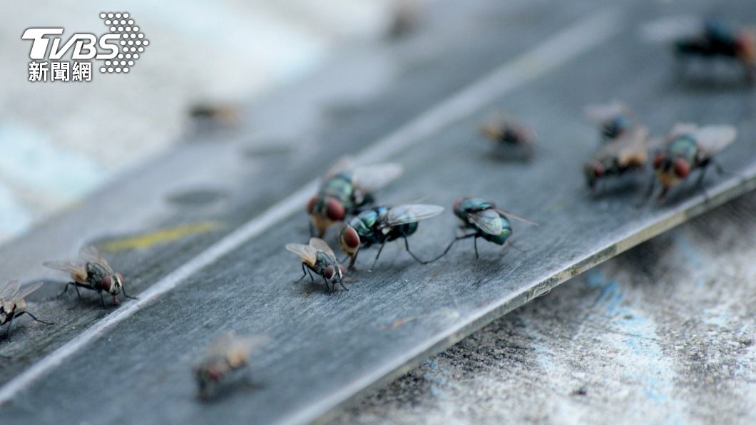 醫師推測應是蒼蠅趁機在患者眼睛產卵所致。(示意圖/Shutterstock達志影像)