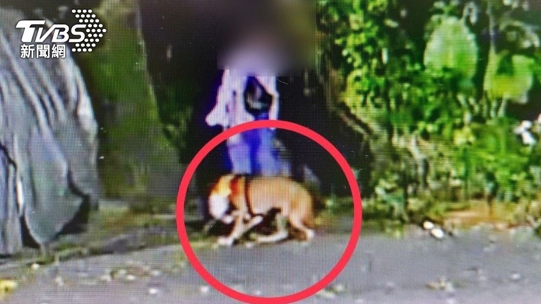 警方昨日鎖定一名21歲許姓飼主涉案。(圖/TVBS)