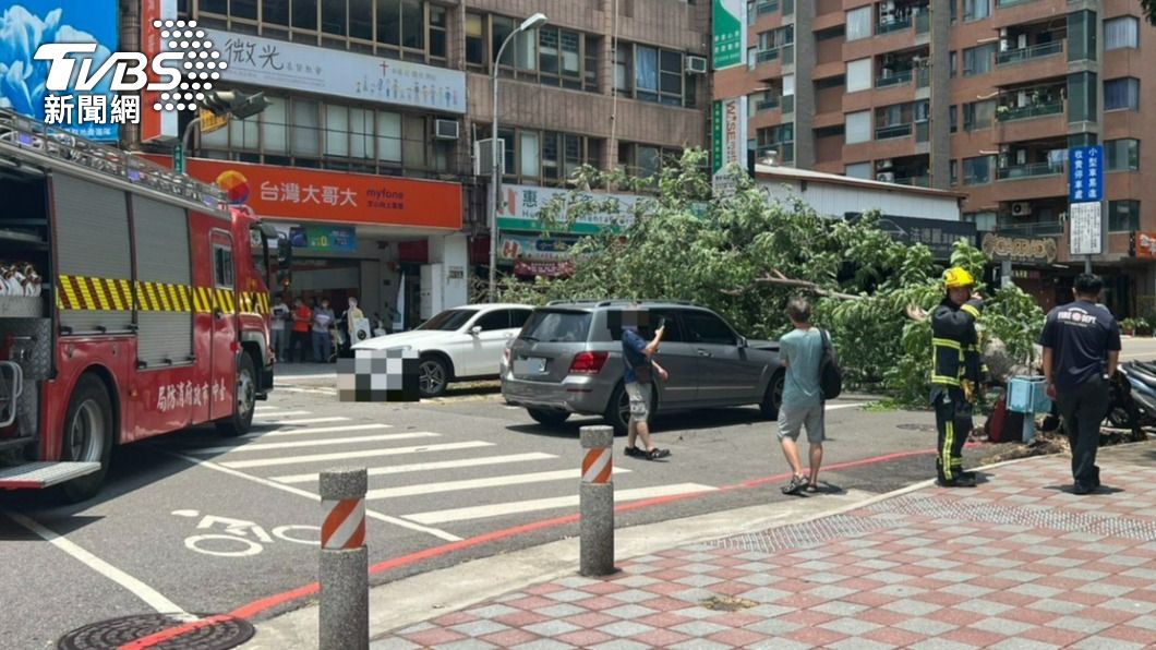 快訊/台中驚人巨樹倒臥!命中賓士休旅車 雙向車道封閉