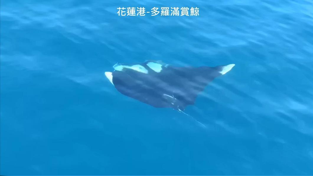 圖/多羅滿賞鯨船提供