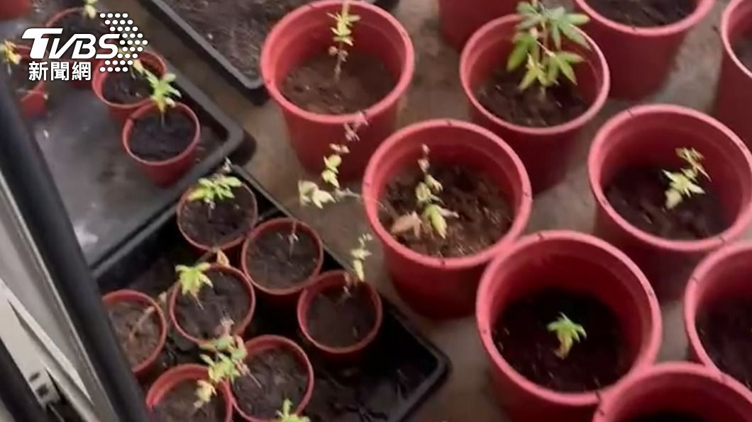 犯嫌住家有相當多大麻盆栽。(圖/TVBS)