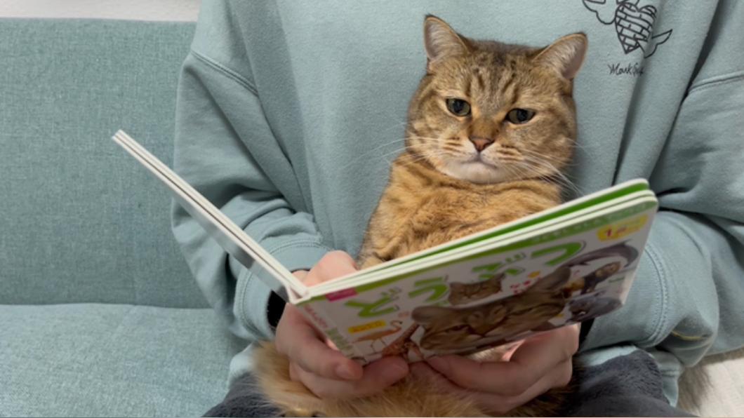 飼主分享貓咪Minira看書看到快登出的表情。(圖/翻攝自推特@MiniraDiary)