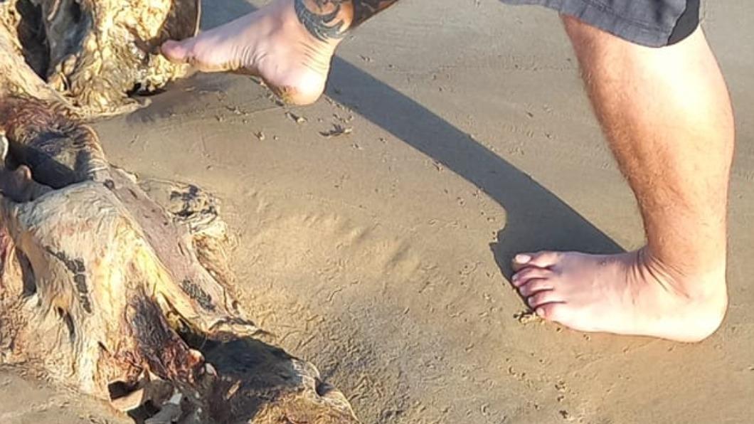 海灘驚見美人魚?她興奮目睹「人首魚身骨骸」:還有頭髮