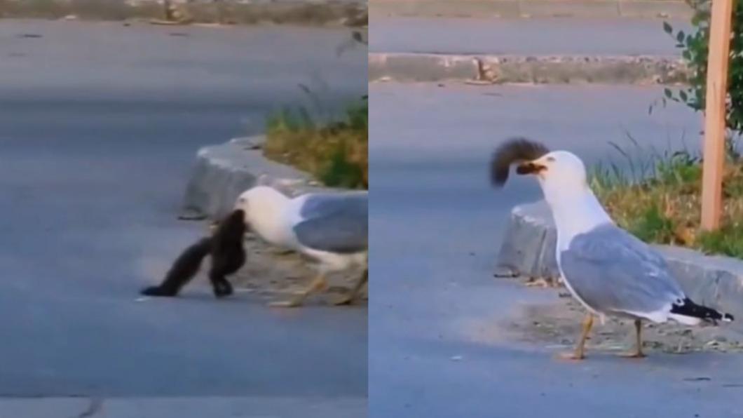 海鷗幾口就吞掉整隻松鼠。（圖／翻攝自@wildearth.12　TikTok）