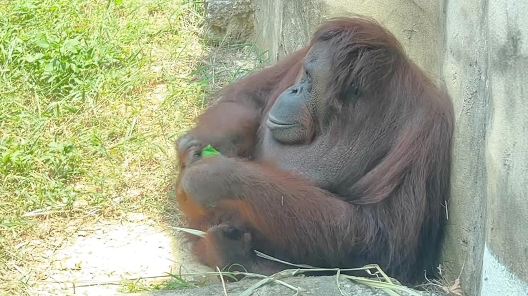 紅毛猩猩將毛巾擰乾。(圖/翻攝自壽山動物園臉書)
