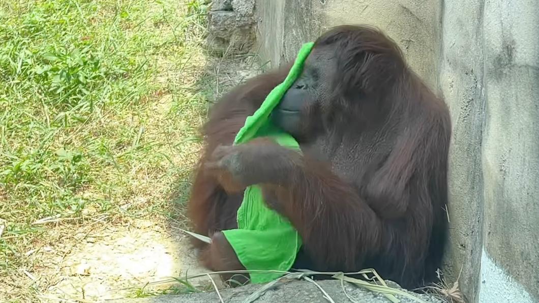 紅毛猩猩拿毛巾擦身體。(圖/翻攝自壽山動物園臉書)