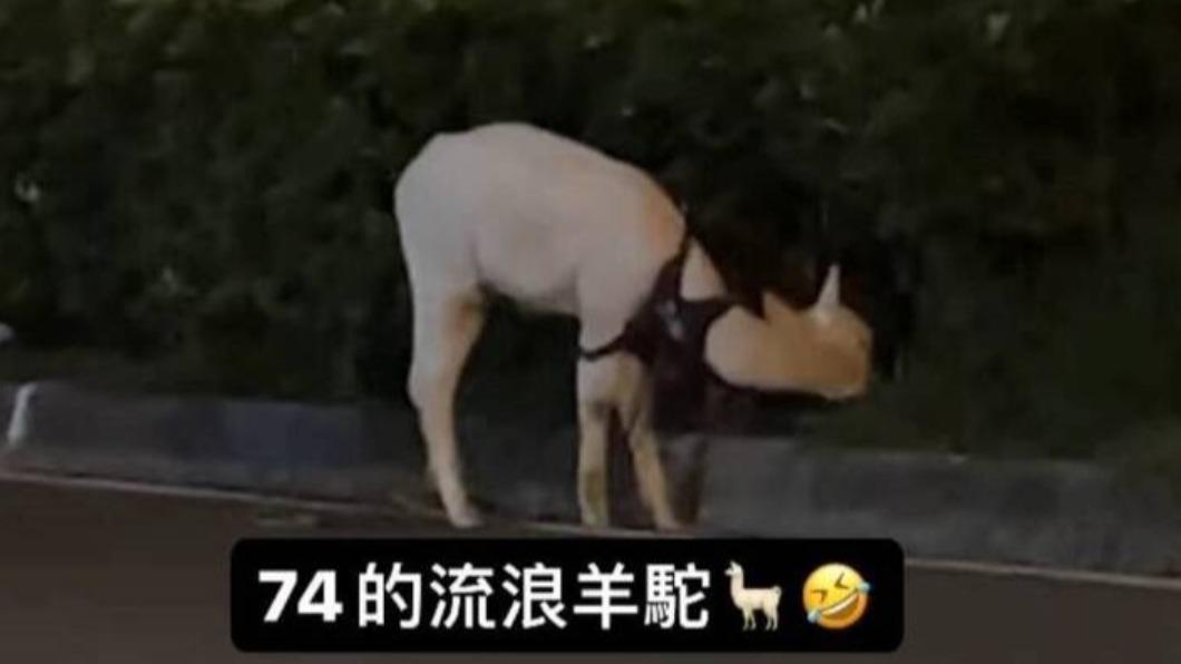 誰家的羊駝?台中路邊驚見「草泥馬」悠閒啃雜草