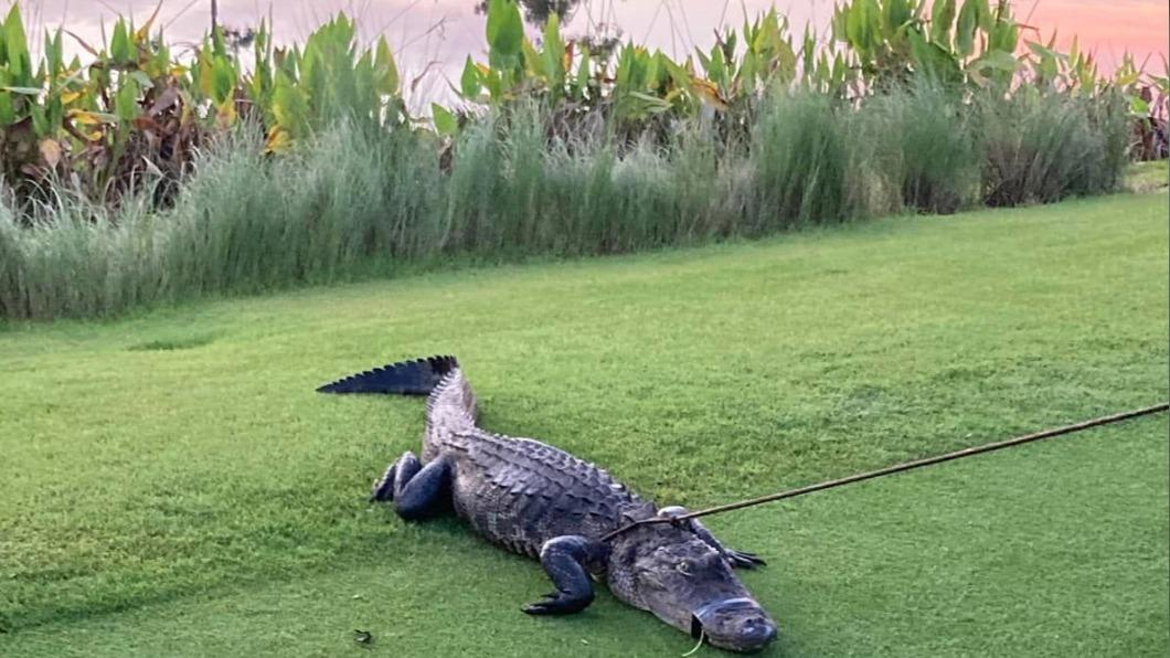 鱷魚在高爾夫球場附近的池塘捕獲。（圖／翻攝自Collier County Sheriff's Office Facebook）