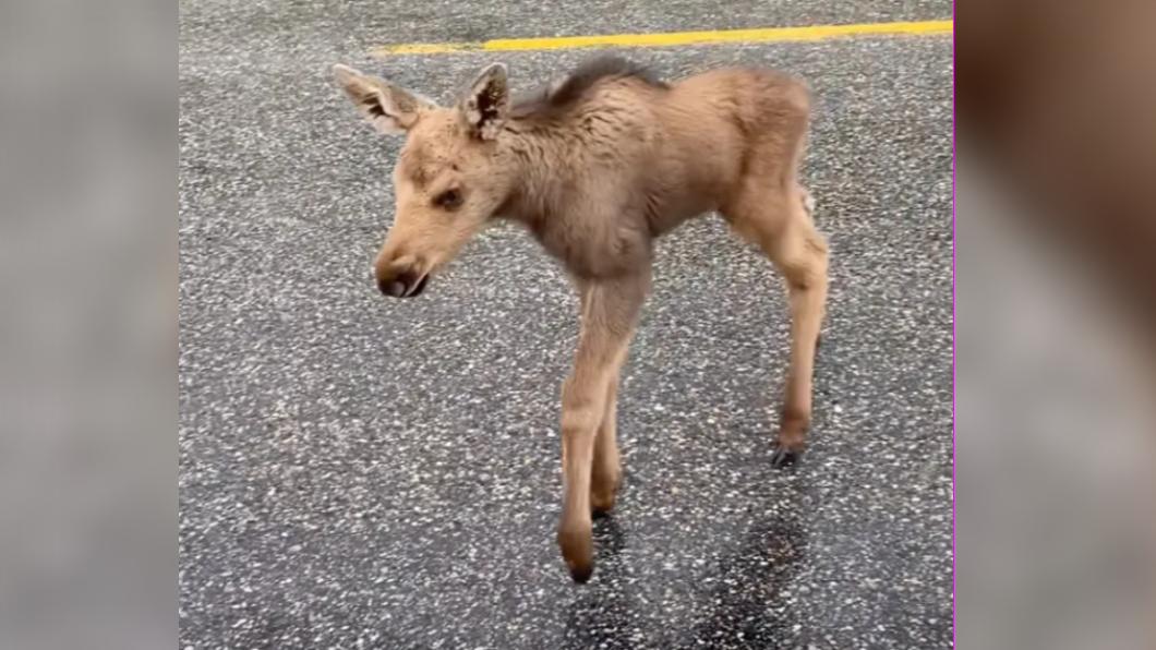 黑熊、灰熊和狼都是阿拉斯加內陸和加拿大北部小駝鹿的大型獵食者。（圖／翻攝自《紐約郵報》）