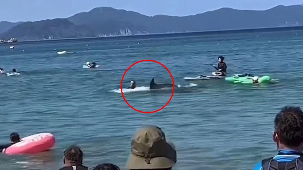 海水浴場驚魂!野生海豚暴走衝撞 日男「肋骨秒斷」慘送醫