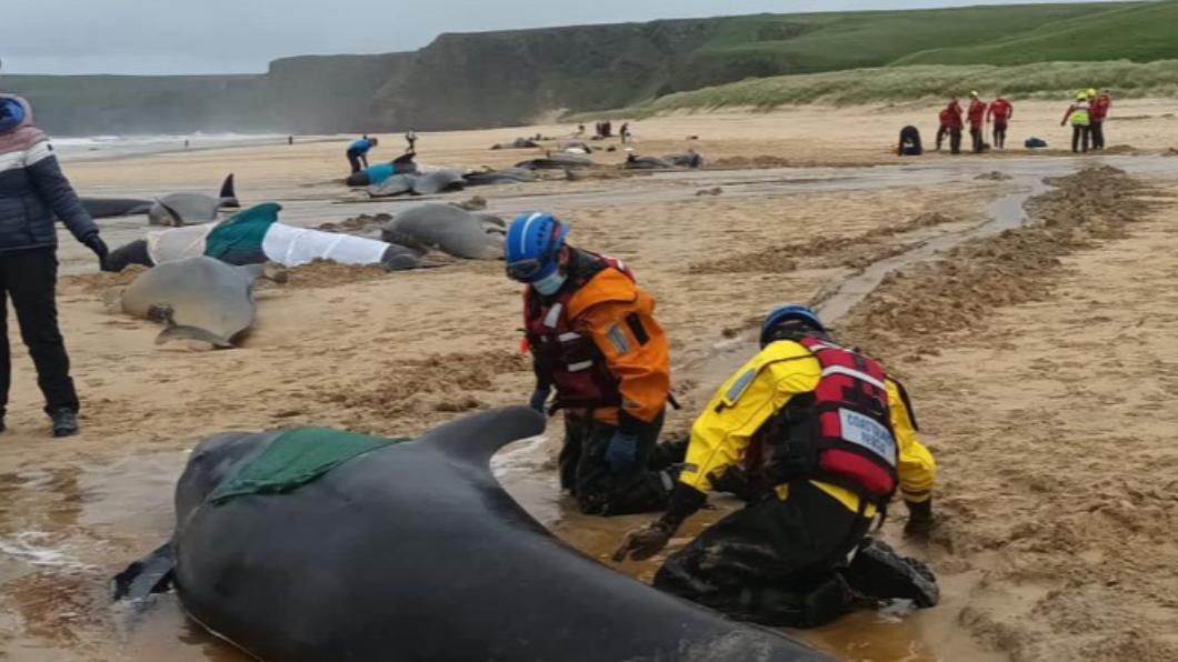 救難人員接獲通報後,急忙到場搶救。(圖/翻攝自British Divers Marine Life Rescue Facebook)