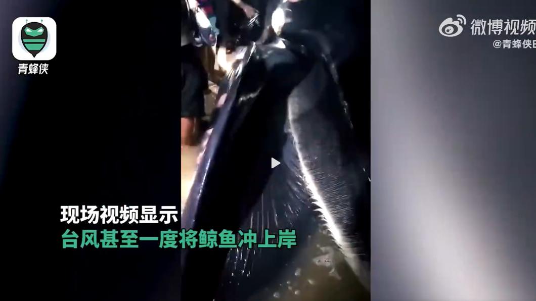 有片/泰利颱風挾狂風暴雨襲大陸兩廣 鯨魚也被沖上岸