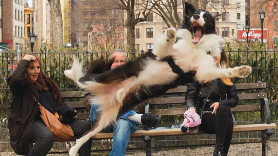 「搞笑寵物攝影獎」25強揭曉 牧羊犬全身騰空超吸睛