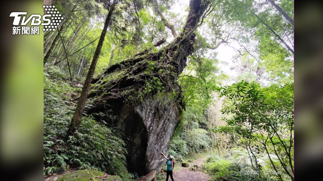 嘉義大凍山「樹石盟」 孑遺植物雲葉樹磐石而生