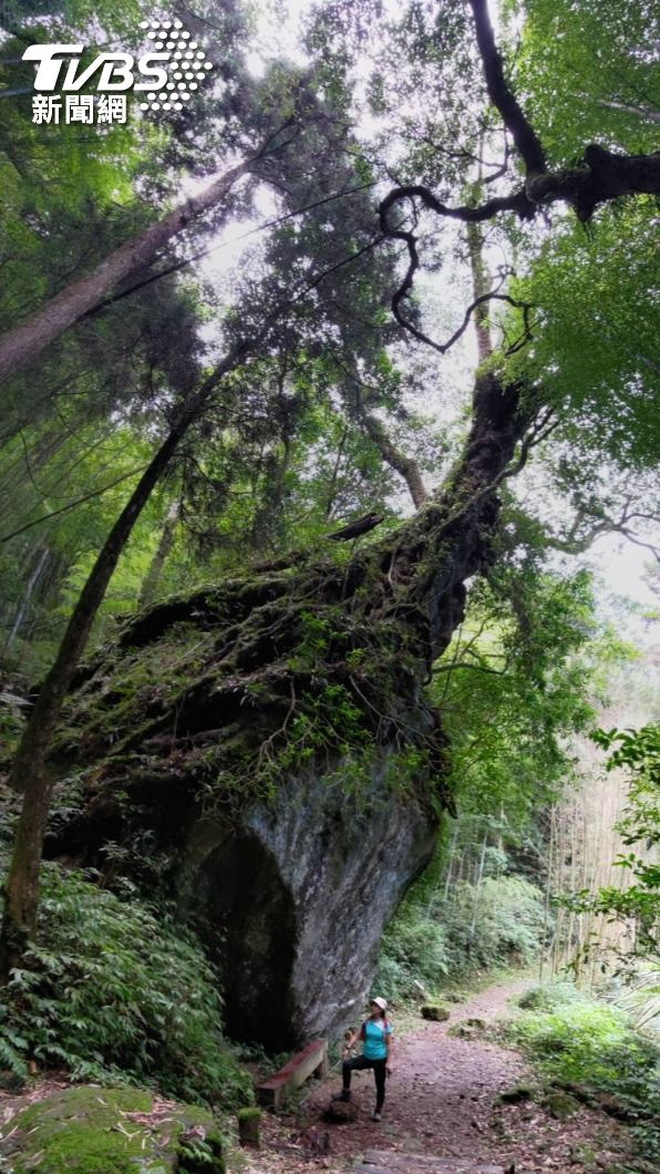 「樹石盟」雲葉樹盤根在巨石上,非常壯觀,山友站在旁邊顯得渺小。