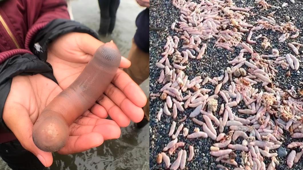 好害羞!肥滿肉色「陰莖魚」大量堆海灘 阿根廷漁民瘋搶