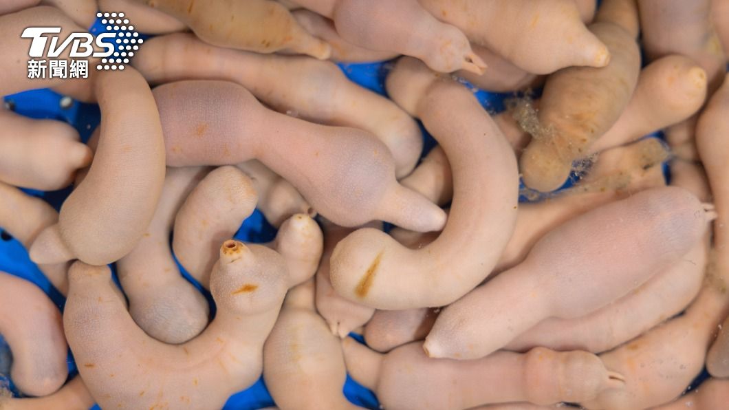 這種生物在不少國家被奉為美食,在市場販賣。(示意圖/shutterstock達志影像)