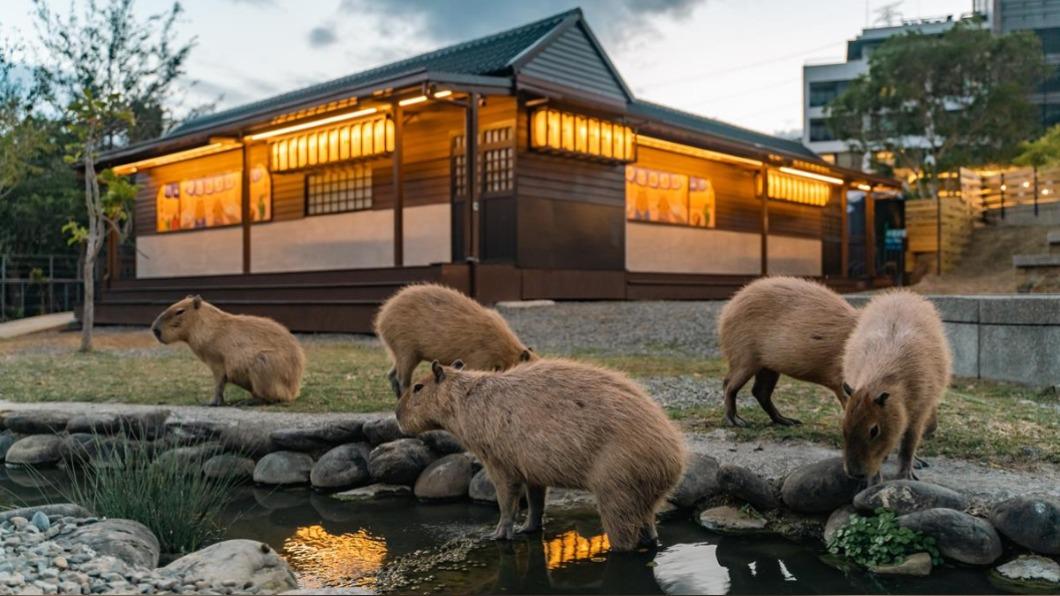 四重溪公園新增「水豚園區」。(圖/四重溪溫泉公園提供)