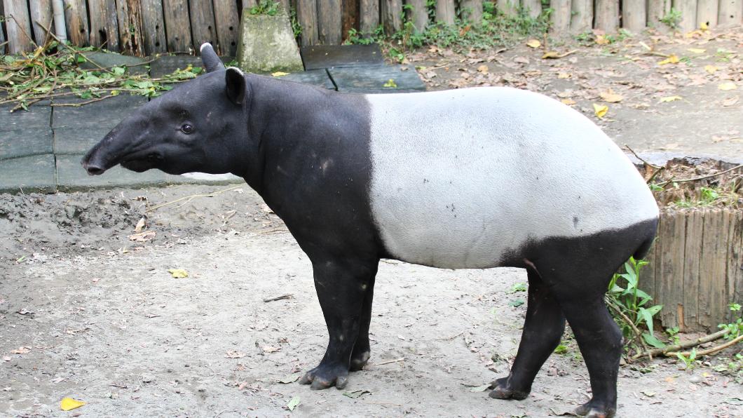 馬來膜「貘克」疑熱死?解剖結果出爐 動物園曝主要死因