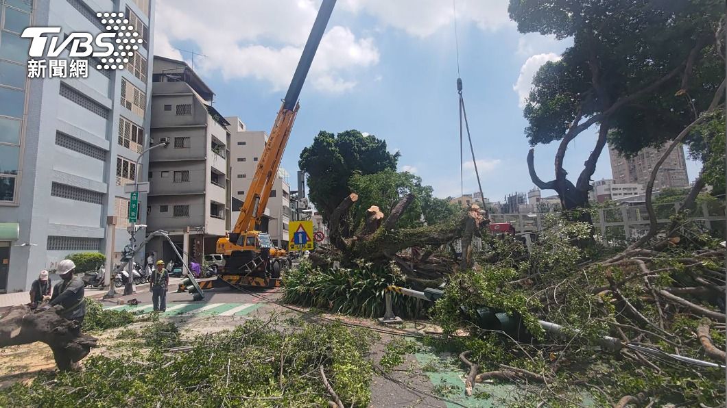 台中路樹疑修剪不當　枝幹壓垮2號誌桿交通癱瘓