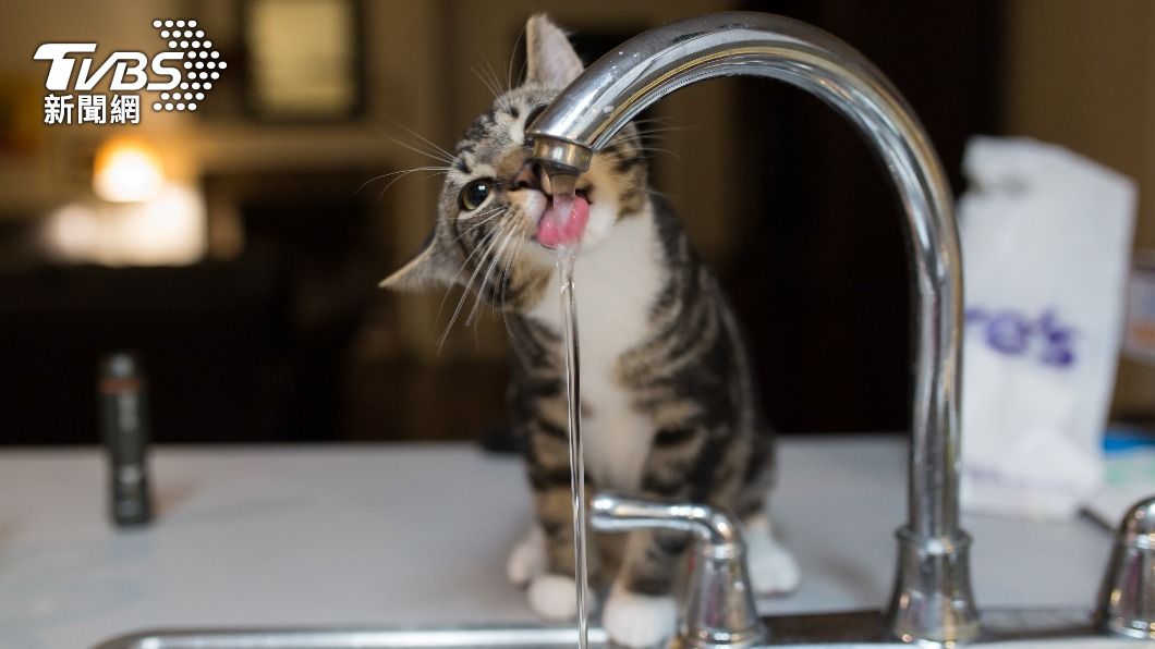 鄰居透露不關水是為了讓貓咪隨時有水喝。（示意圖／Shutterstock達志影像）