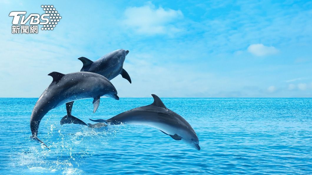海豚的顏色主要是灰色。（示意圖／shutterstock達志影像）