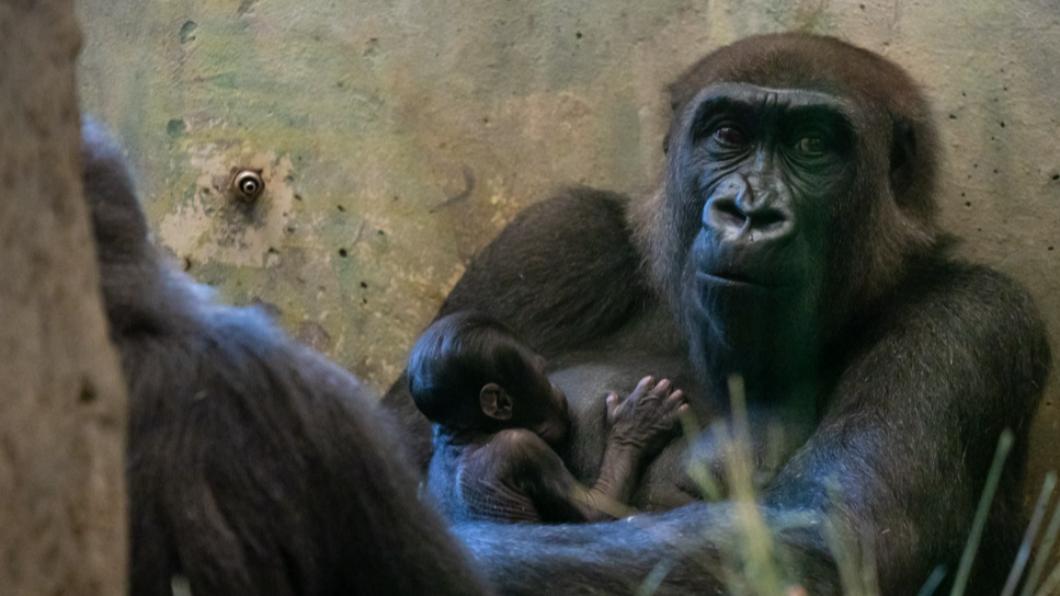 怎回事?美動物園「雄性猩猩」突生寶寶還哺乳 工作人員嚇傻