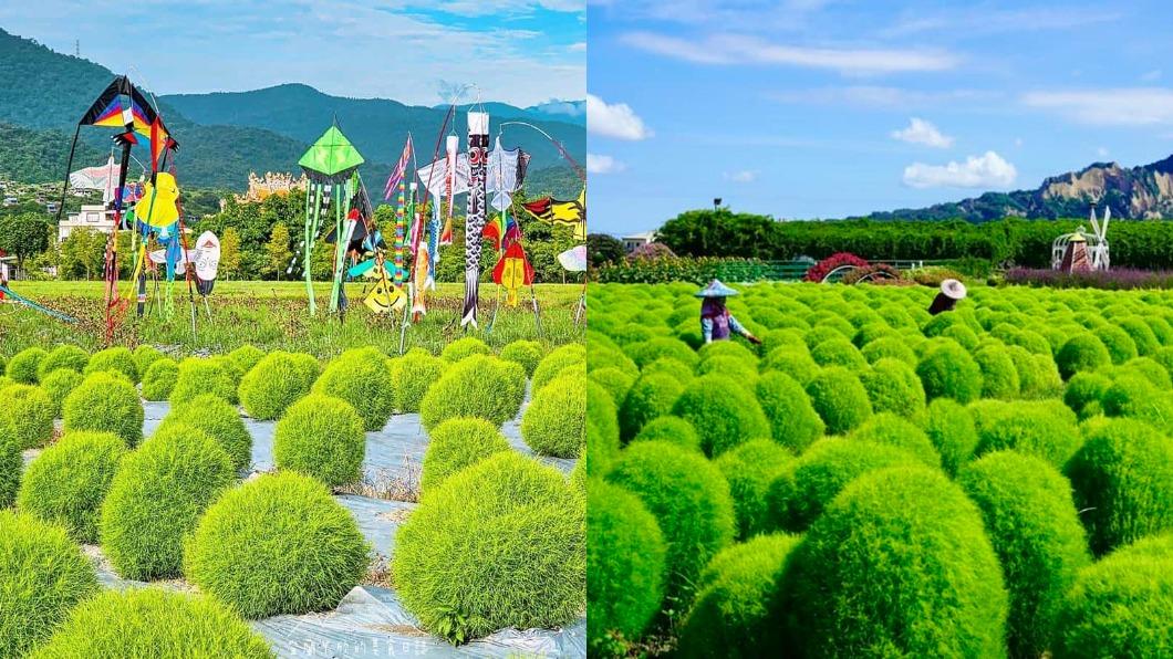 超萌抹茶丸子！2大「波波草」祕境公開　6000株好壯觀