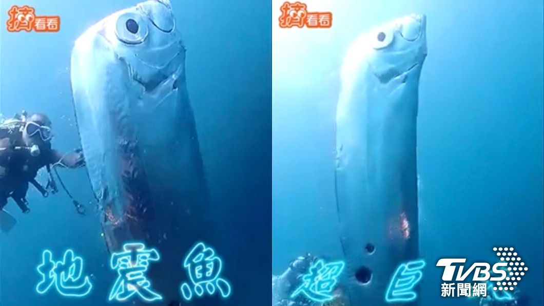 深澳海域驚見長達「2公尺」地震魚!台灣首次活體記錄