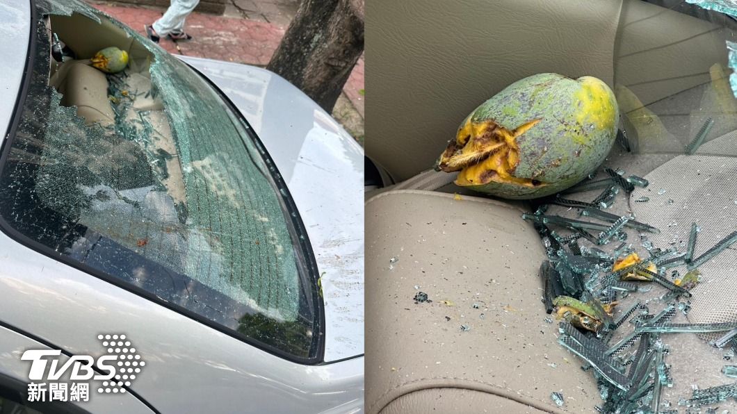 恐怖!芒果掉落砸毀車窗「玻璃碎滿地」 椰子樹掉葉險砸路人