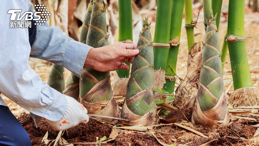 上山採筍滑倒!他遭「竹子刺穿眼」喪命 醫嘆:眼鼻口全是血
