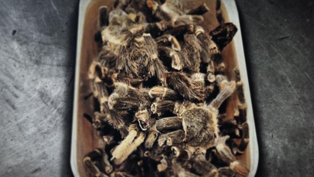 詭異!紐西蘭海關查獲違規貨物 打開整盒「死亡毛蜘蛛」