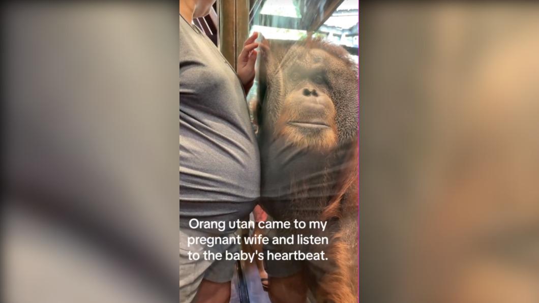 查理在聆聽孕肚內寶寶的心跳聲。（圖 / 翻攝自TikTok）