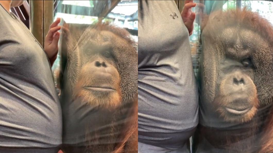 好暖!新加坡動物園感人一幕 猩猩隔玻璃「聆聽寶寶心跳」